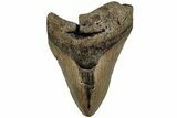 Fossil Megalodon Tooth - North Carolina #221831-1